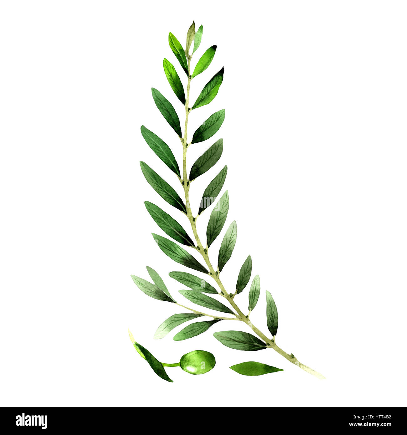 Olive tree in a watercolor style isolated Stock Photo - Alamy