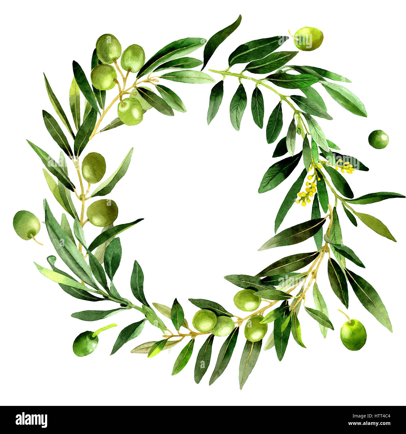 Olive tree wreath in a watercolor style isolated Stock Photo - Alamy