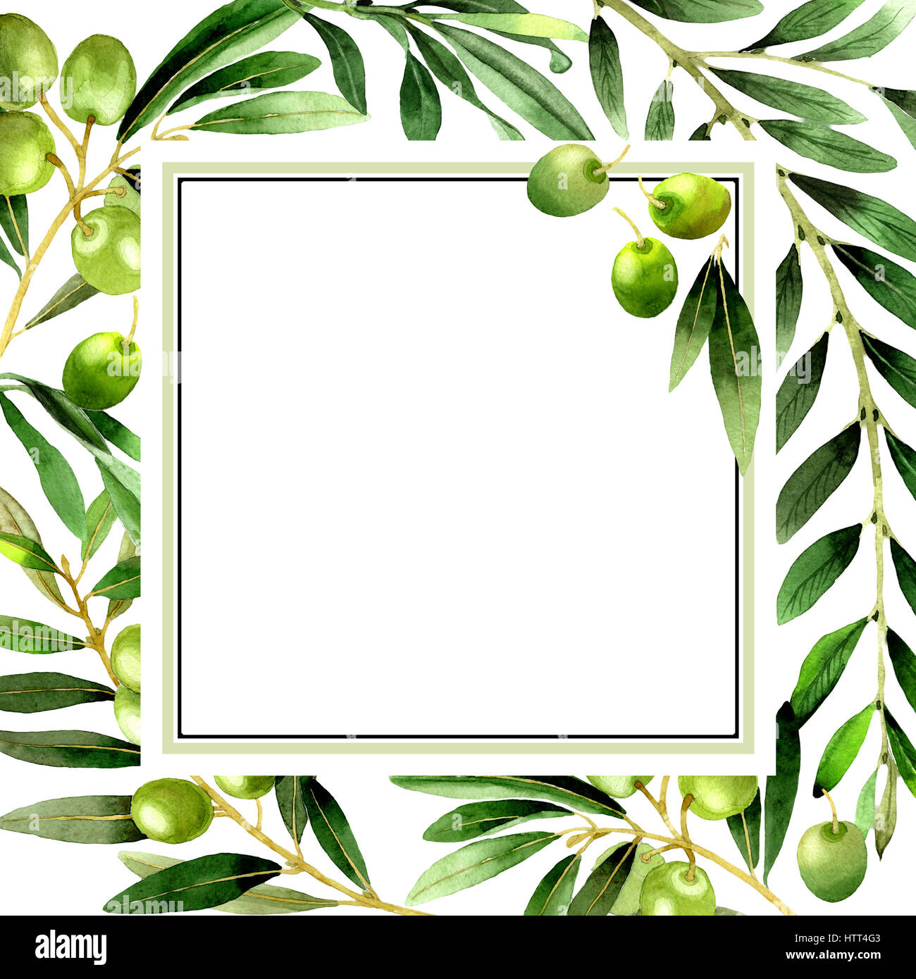 Olive tree frame in a watercolor style isolated Stock Photo - Alamy