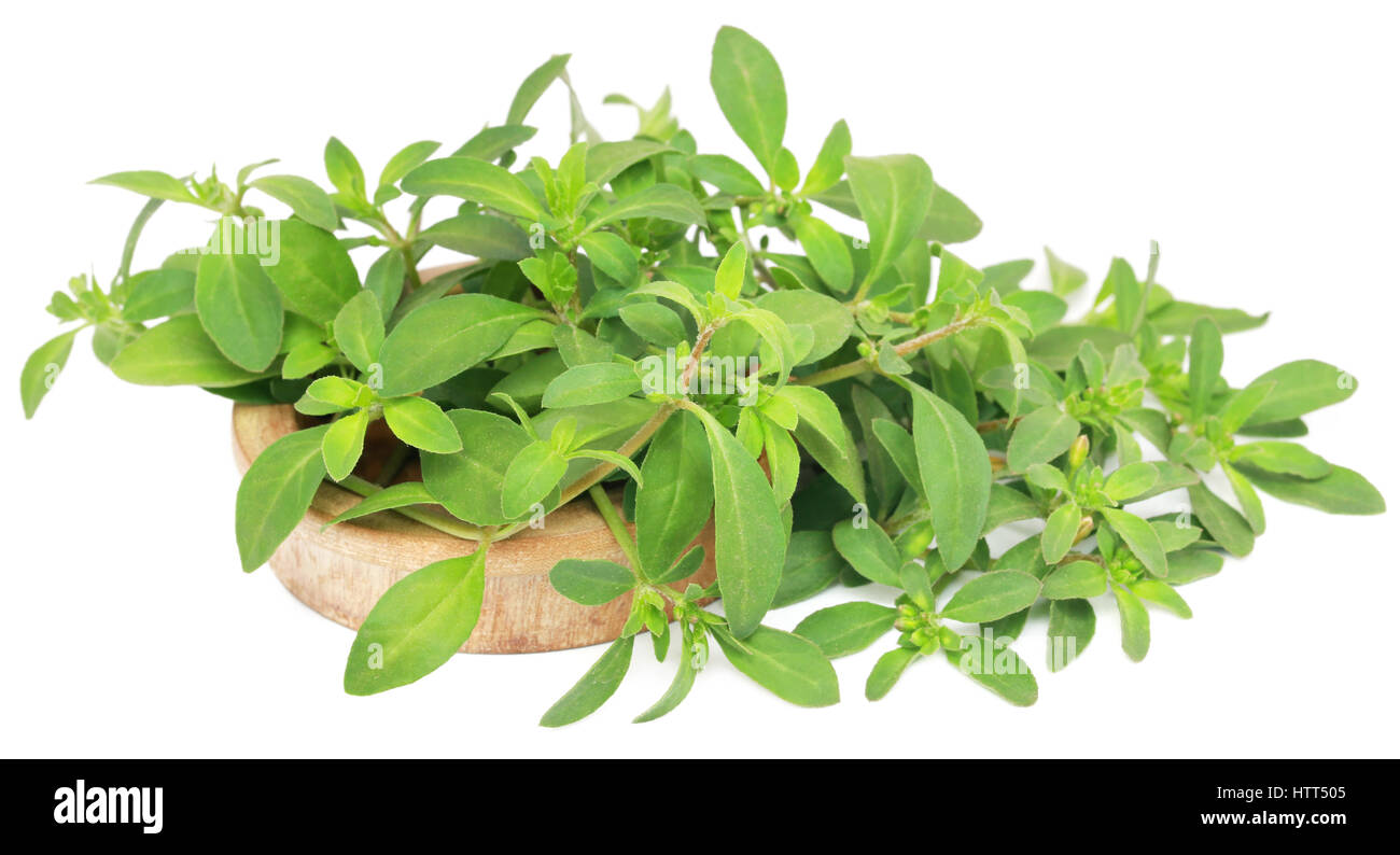 Thyme leaves in a wooden bowl over white background Stock Photo