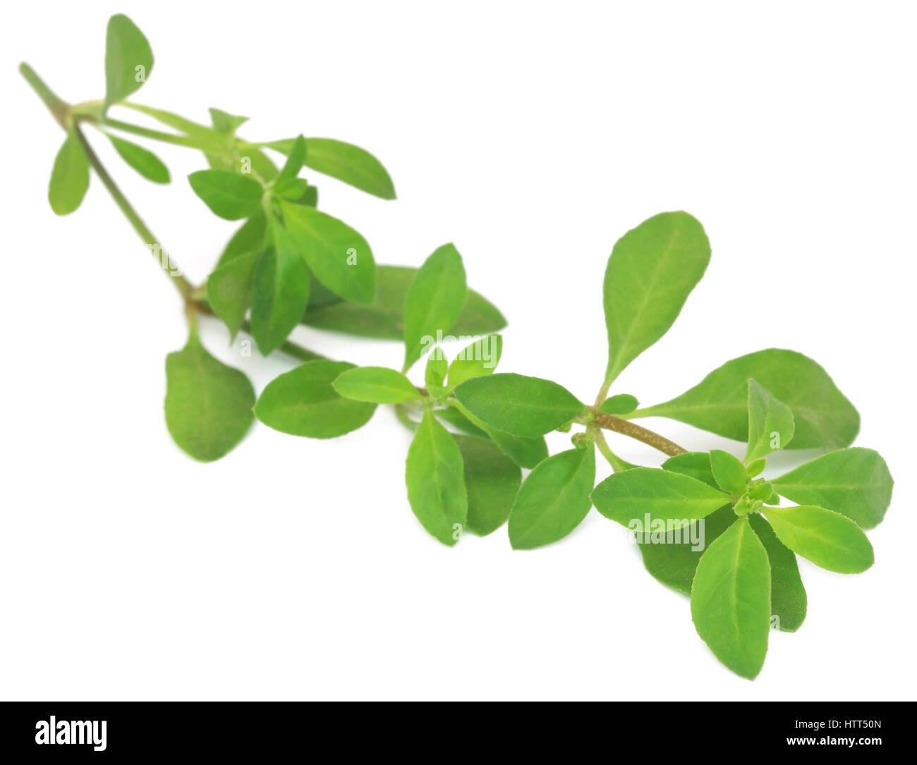 Thyme leaves over white background Stock Photo