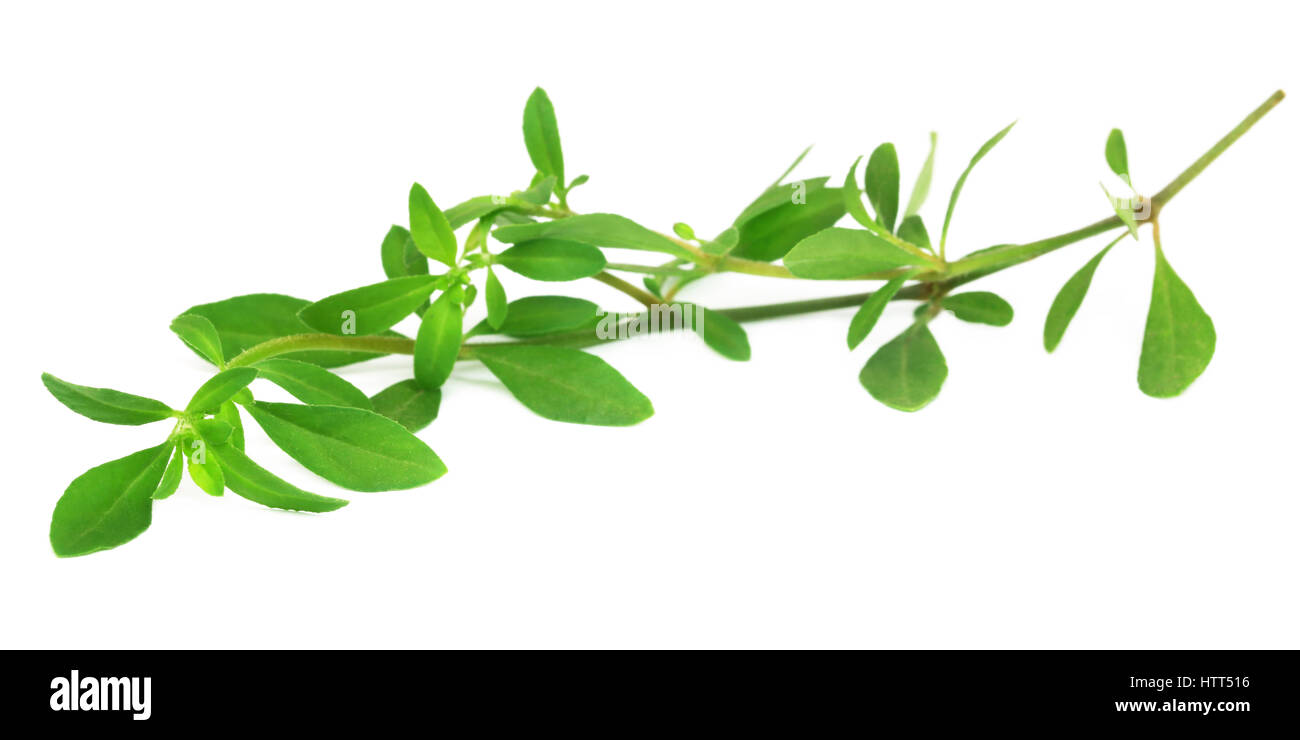 Thyme leaves over white background Stock Photo