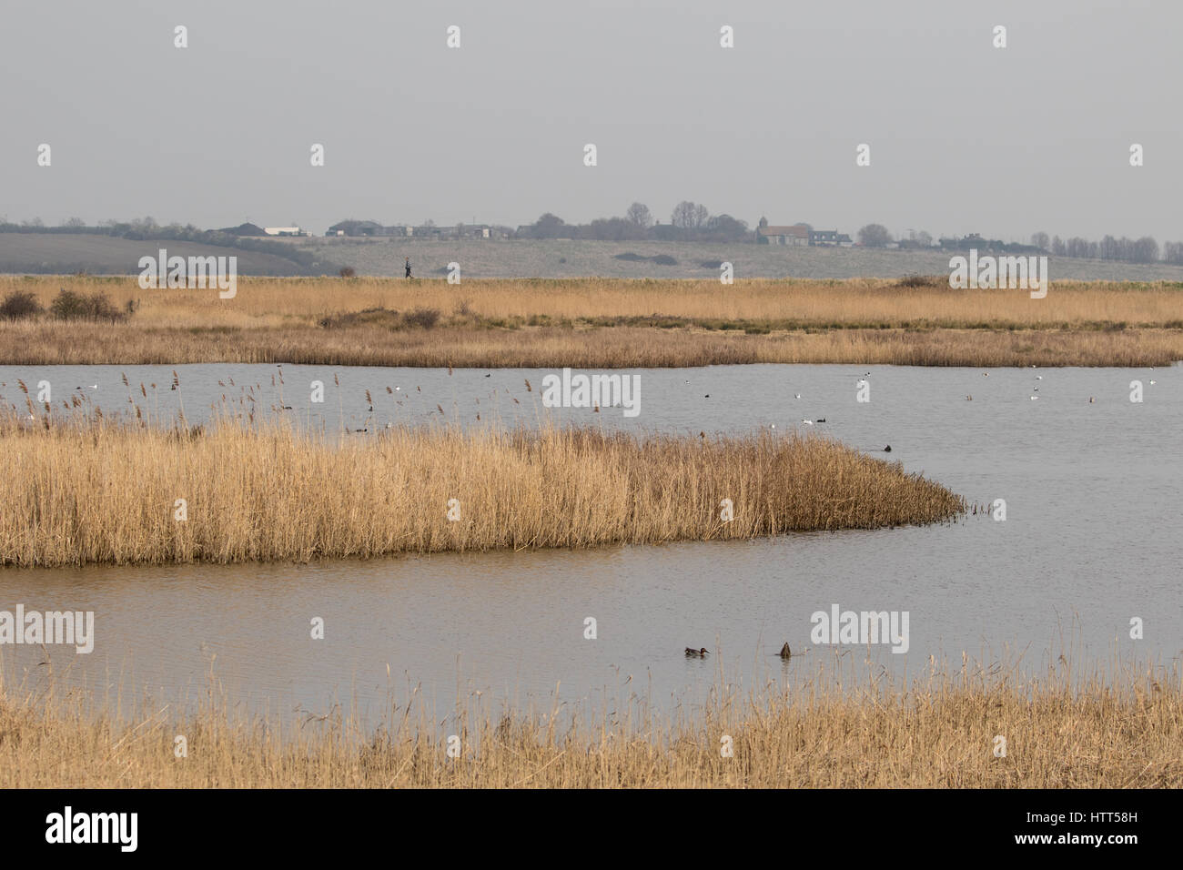 Reeds surrounding a lake in Spring Stock Photo - Alamy