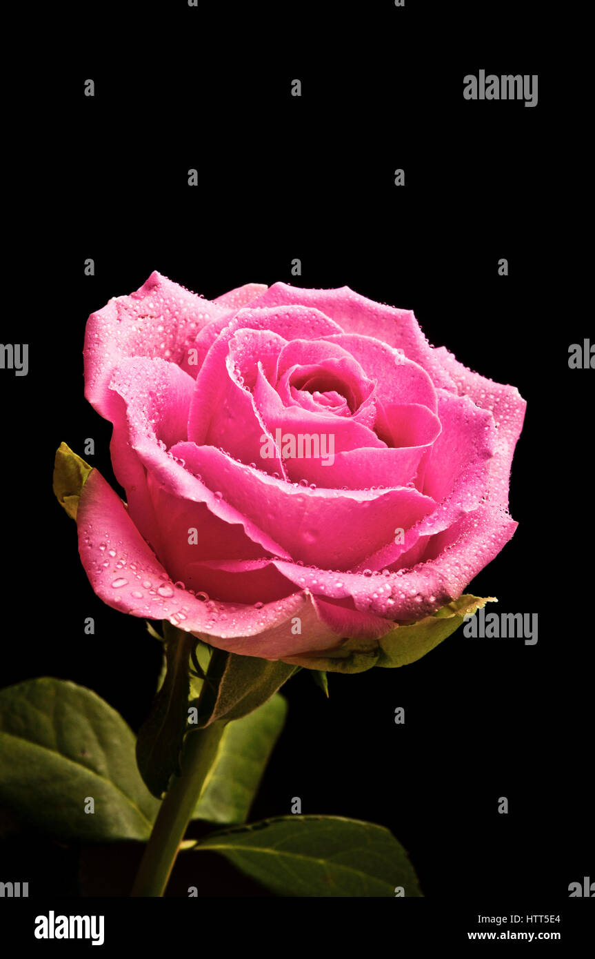 pink rose with drops of water on petals Stock Photo - Alamy