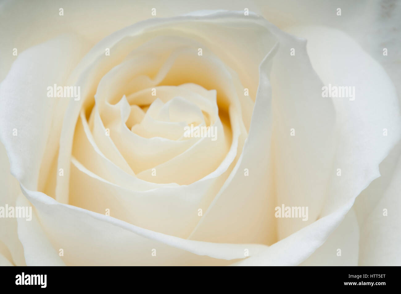 Countdown Rose white rose flower closeup Stock Photo - Alamy