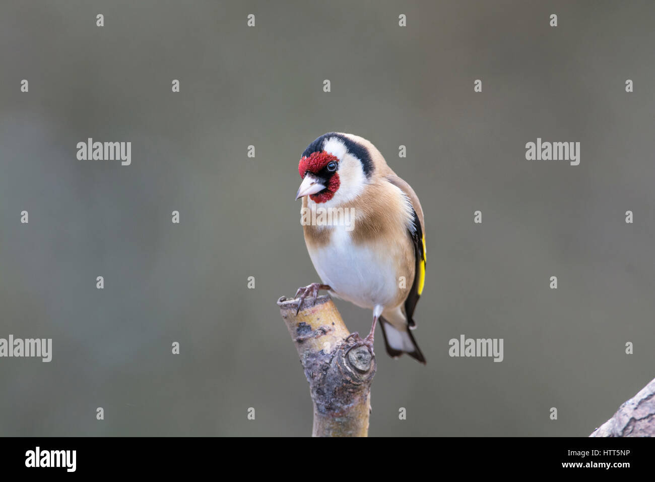 Goldfinch (Carduelis carduelis) perched on a branch Stock Photo