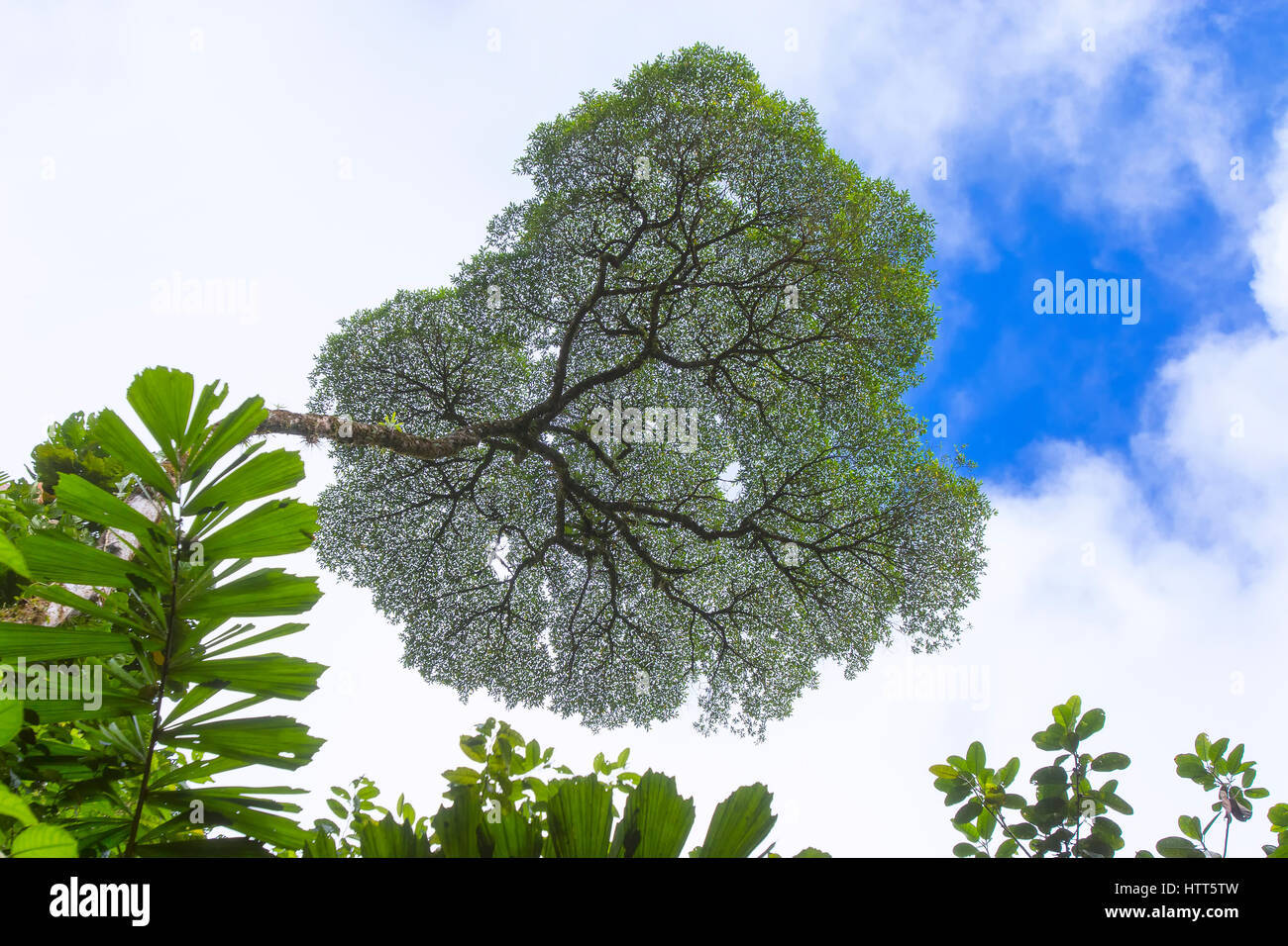 Rainforest canopy at Tenorio Volcano National Park Stock Photo - Alamy