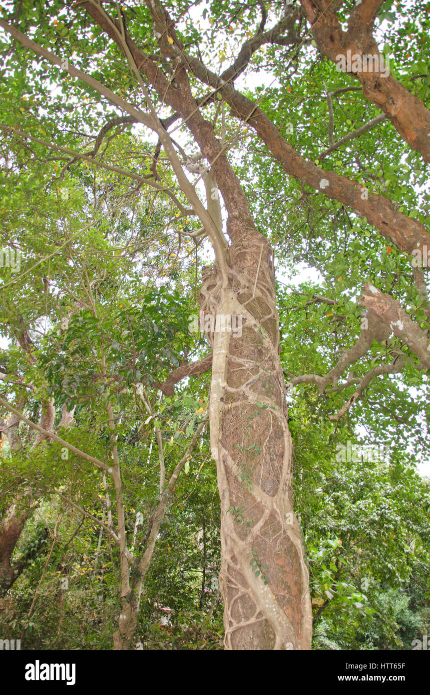 Tree growing on another tree Stock Photo - Alamy