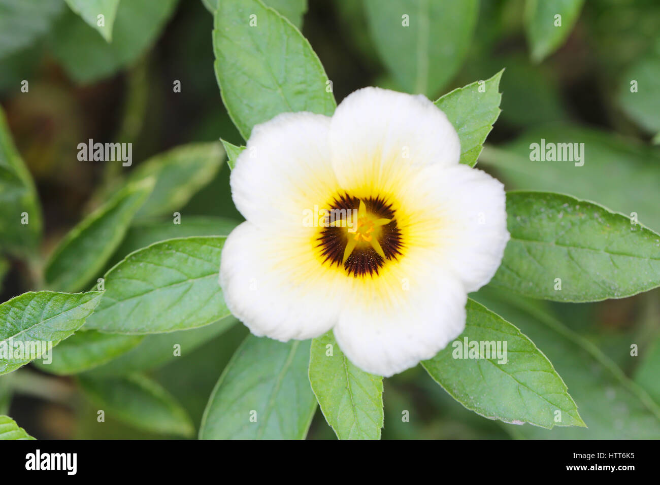 Turnera subulata or white Sage Rose flower in the morning at public garden. Stock Photo