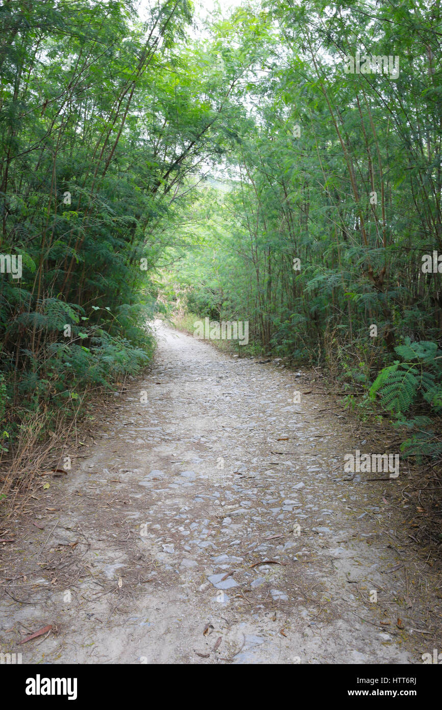 Old road in the forest covered with green tropics trees. Stock Photo