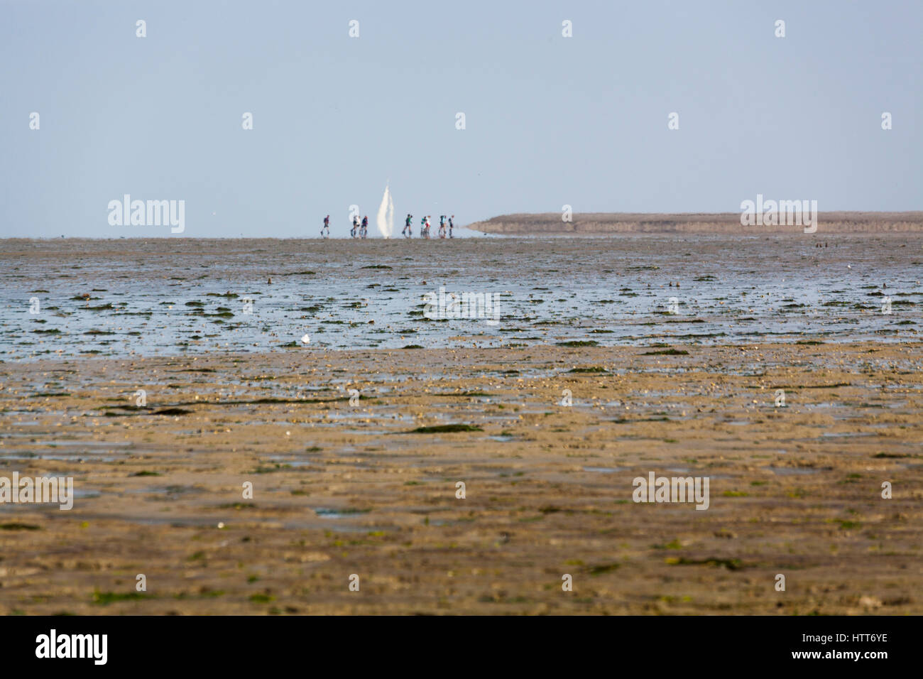 Group of mudflat hikers walking at the Wadden Sea in the Netherlands Stock Photo
