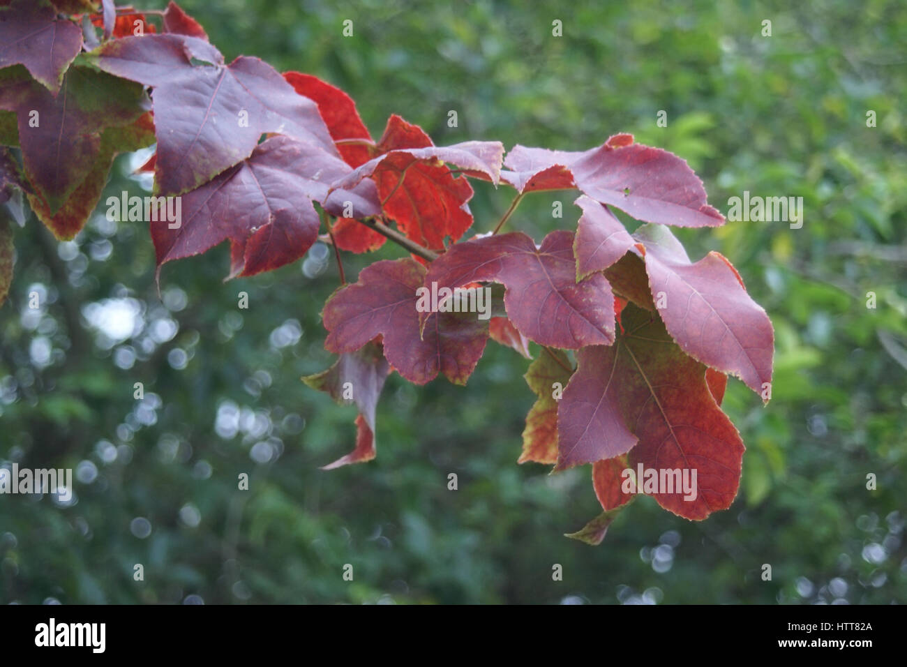 Autumn colour of Liquidambar formosana Stock Photo