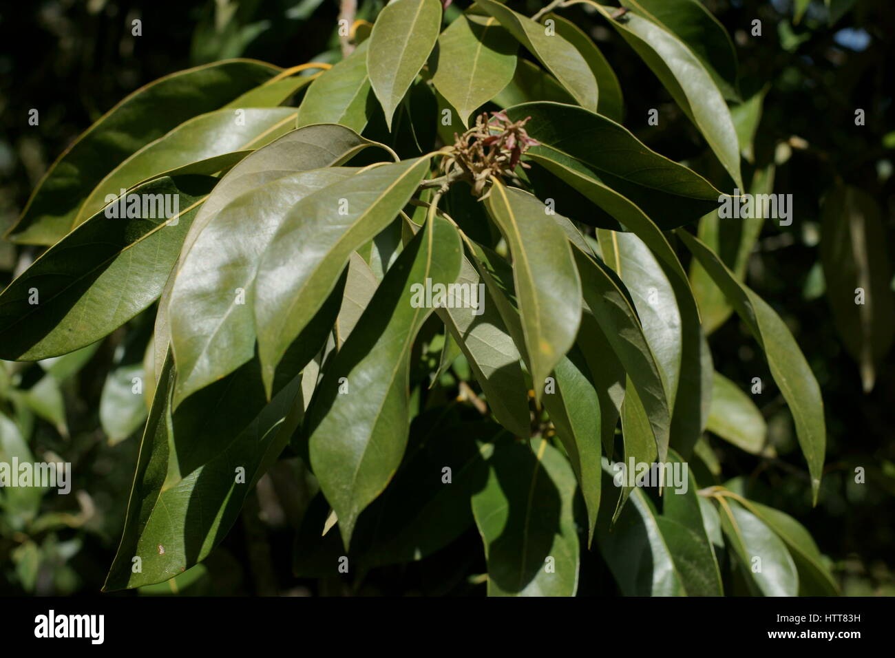 Lithocarpus cleistocarpus Stock Photo
