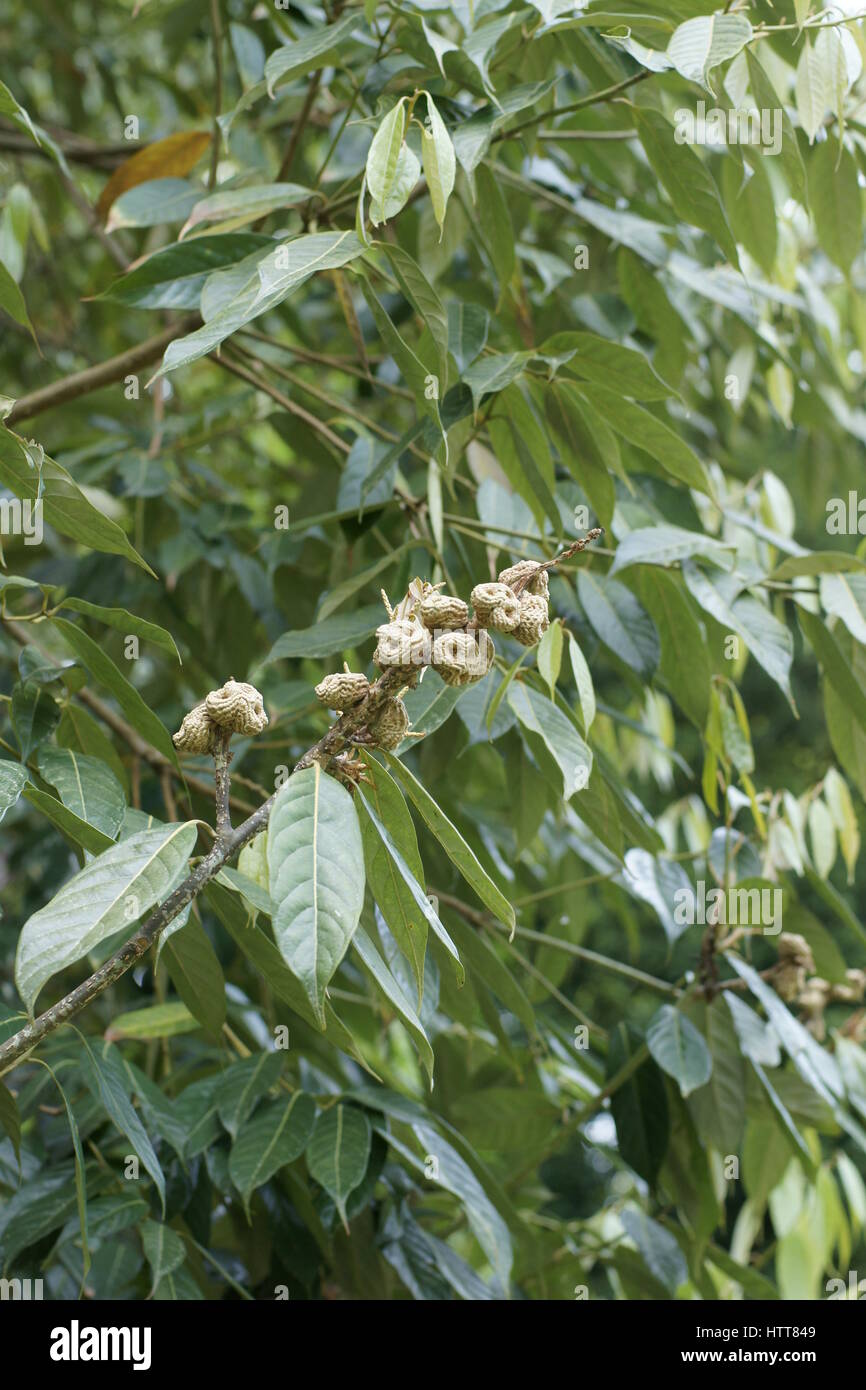 Lithocarpus pachyphyllus Stock Photo
