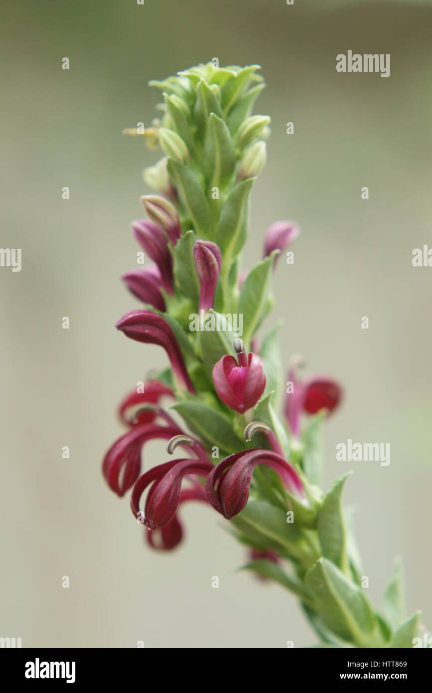 Lobelia polyphylla Stock Photo