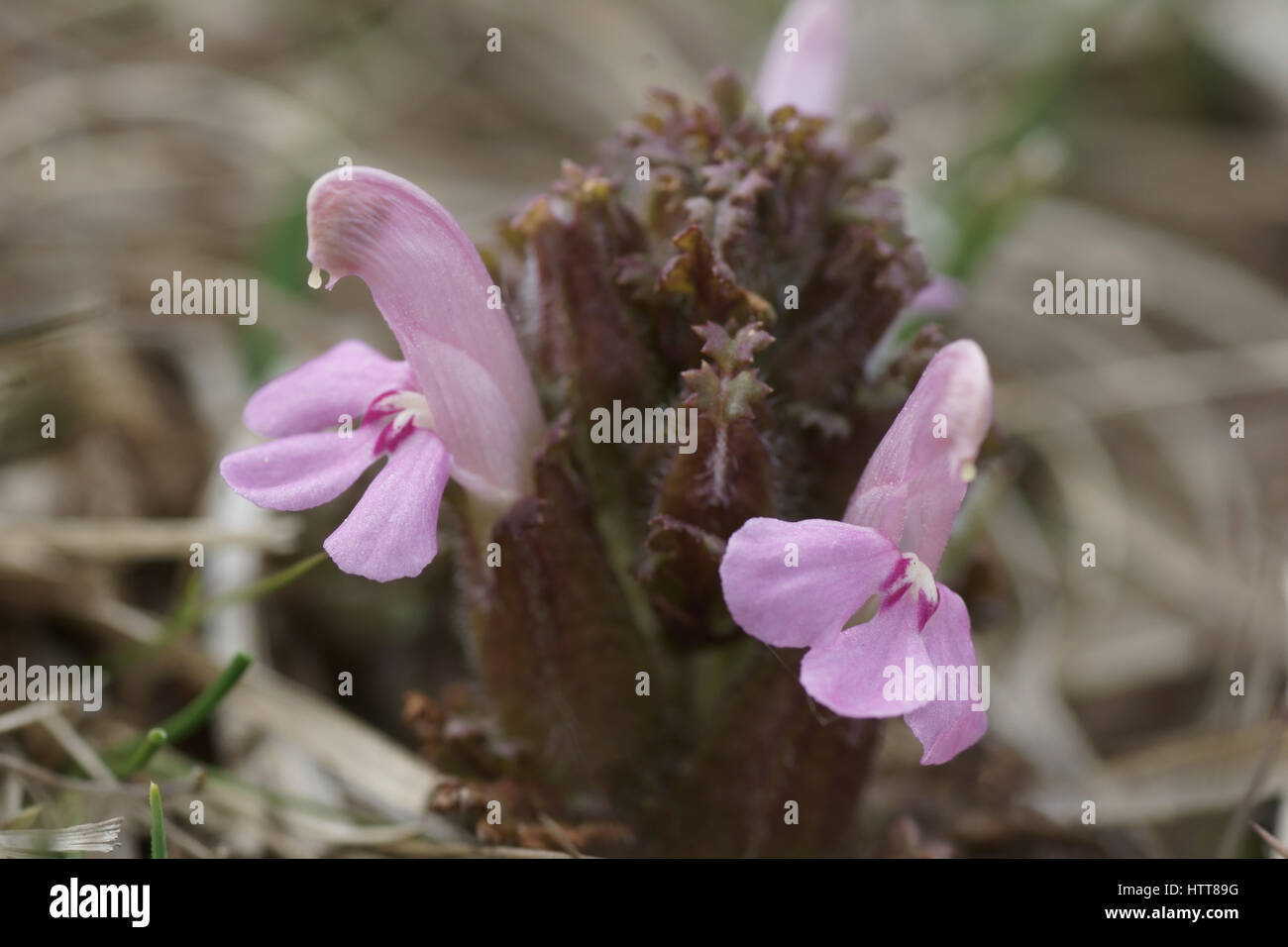 Pedicularis sylvatica Stock Photo