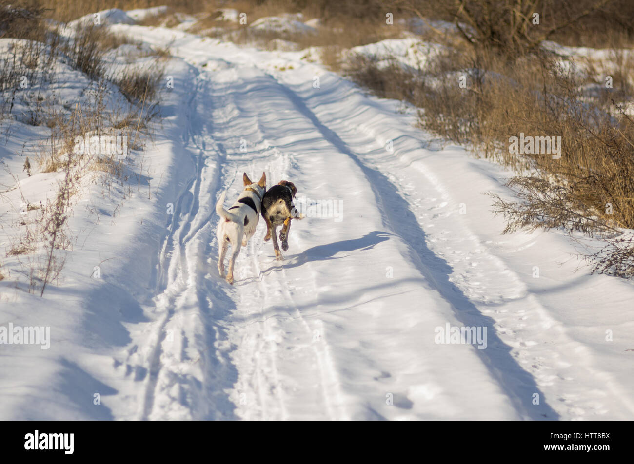 Two mixed breed dogs chasing each other on a country road covered with