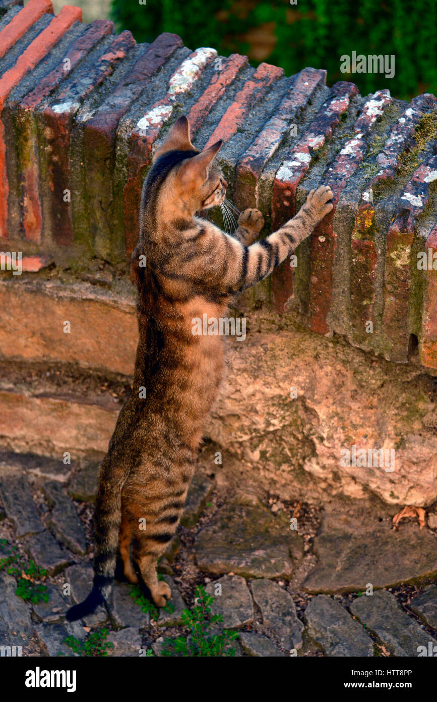 Cat standing on its rear legs, looking over an old stone wall in the medieval hill top village of Cordes-sur-Ciel, in southern France. Stock Photo