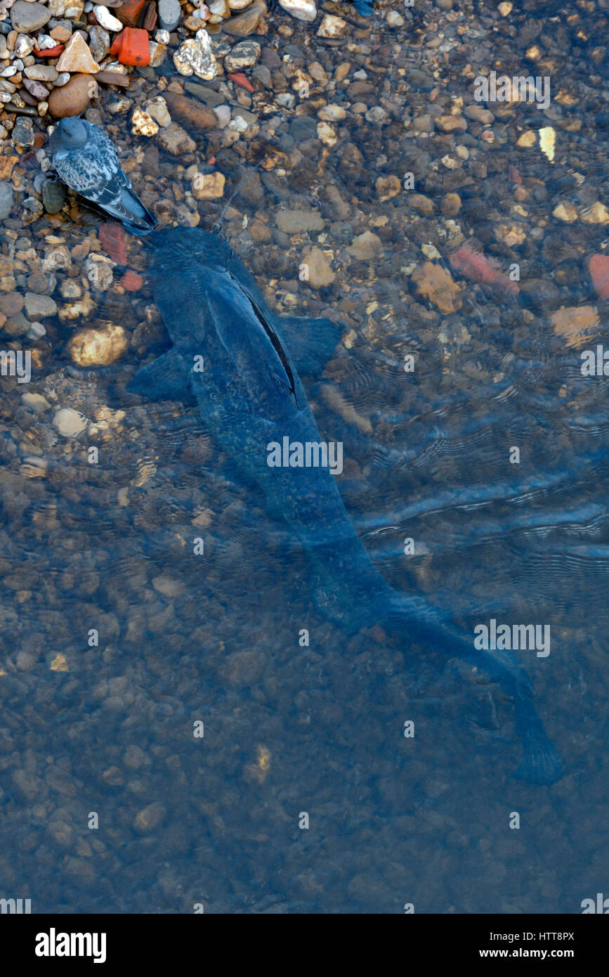 France catfish hires stock photography and images Alamy