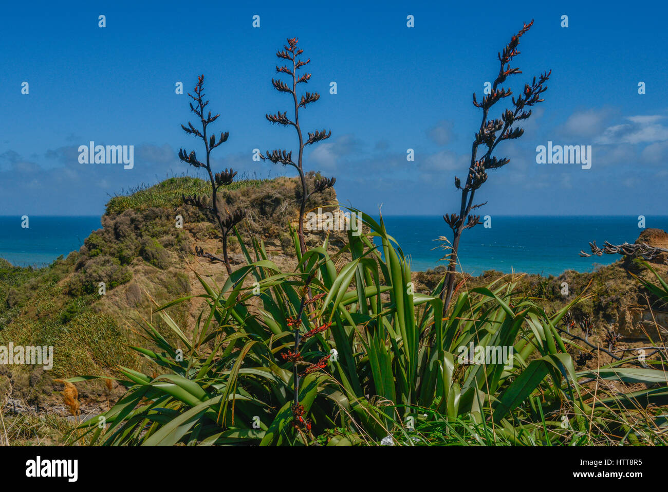 Coastal New Zealand scene with native Flax growing. Stock Photo