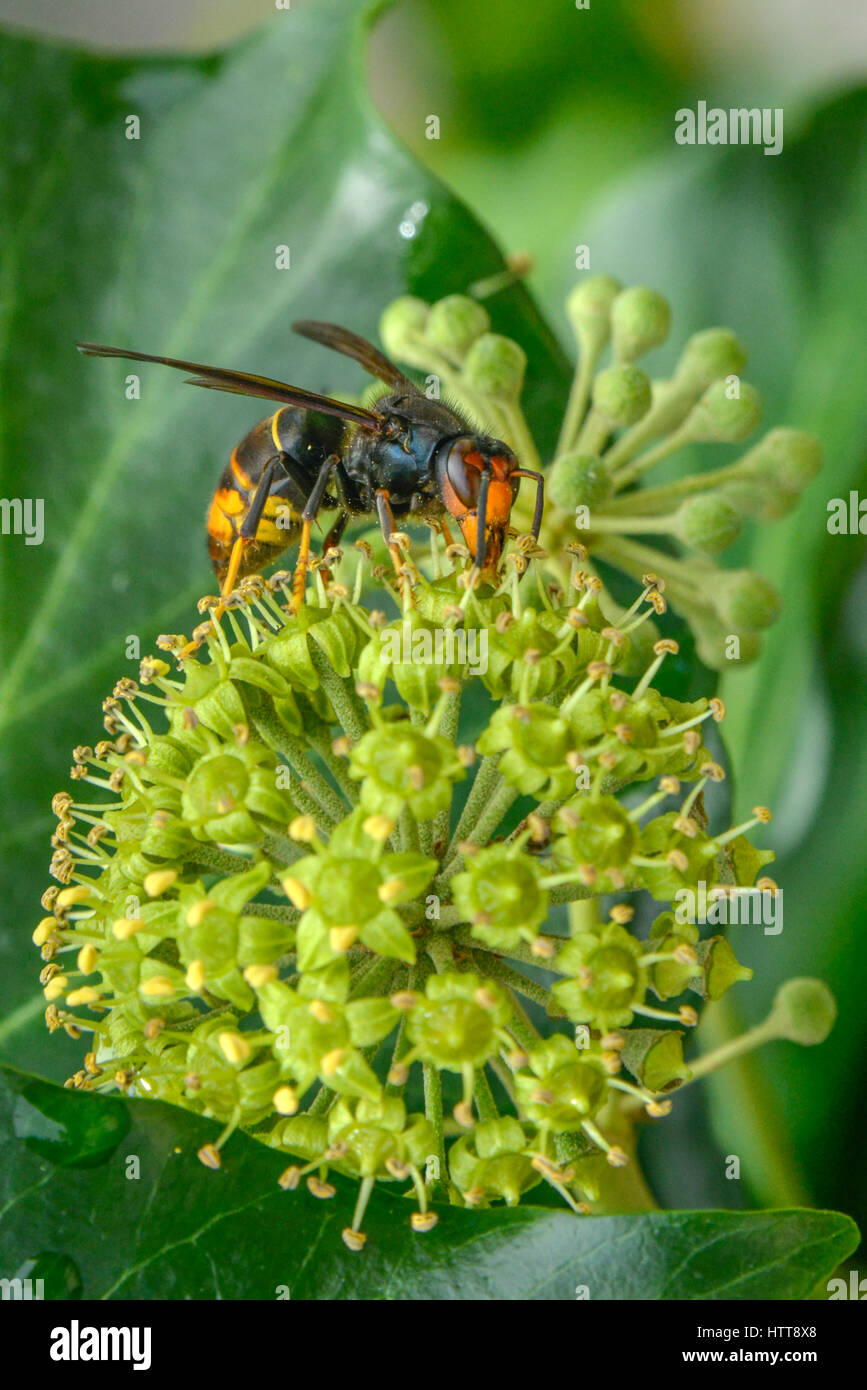 Portrait shot of a Wasp gathering pollen from a plant Stock Photo