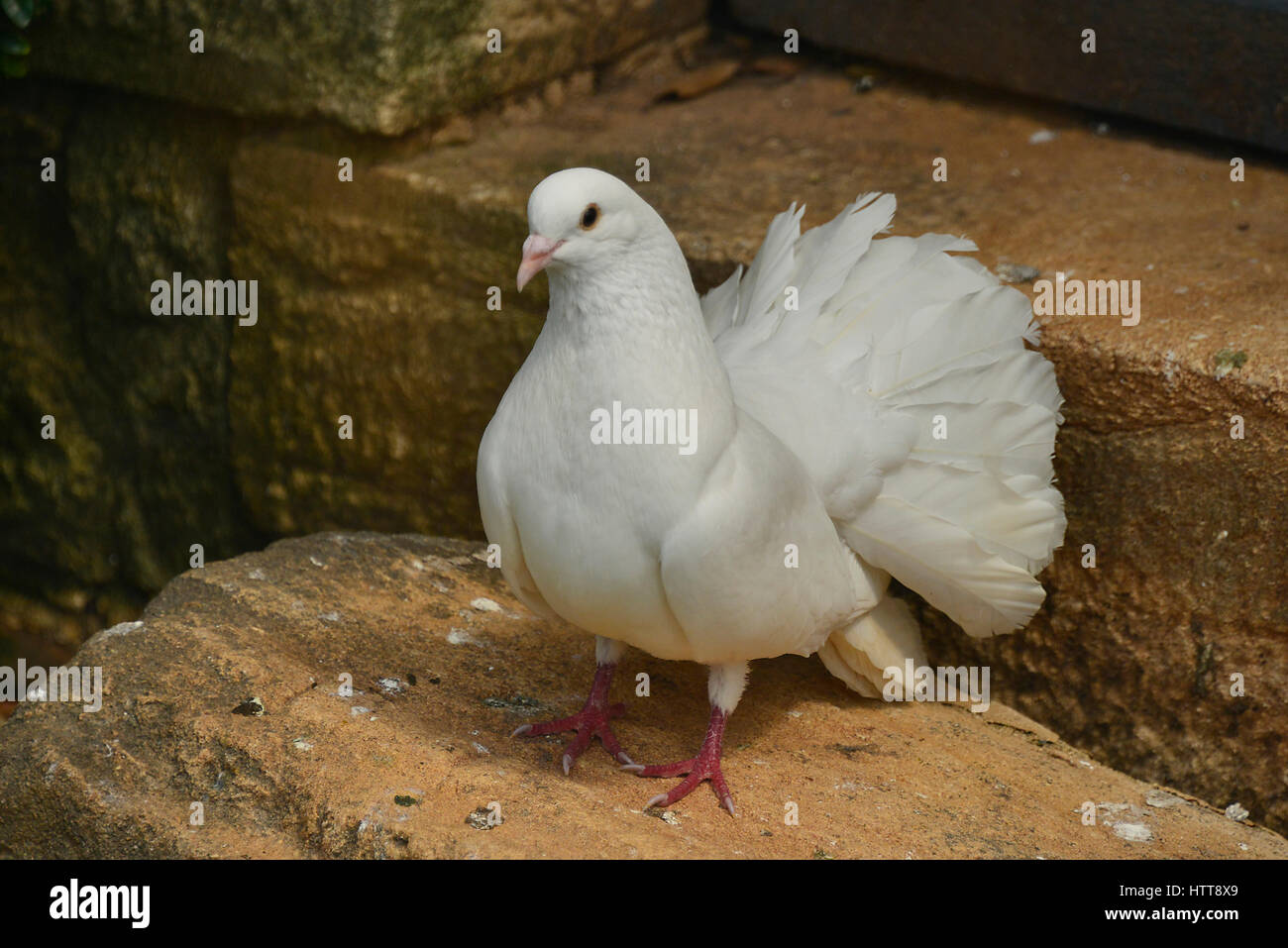 White Pigeon Vs Dove