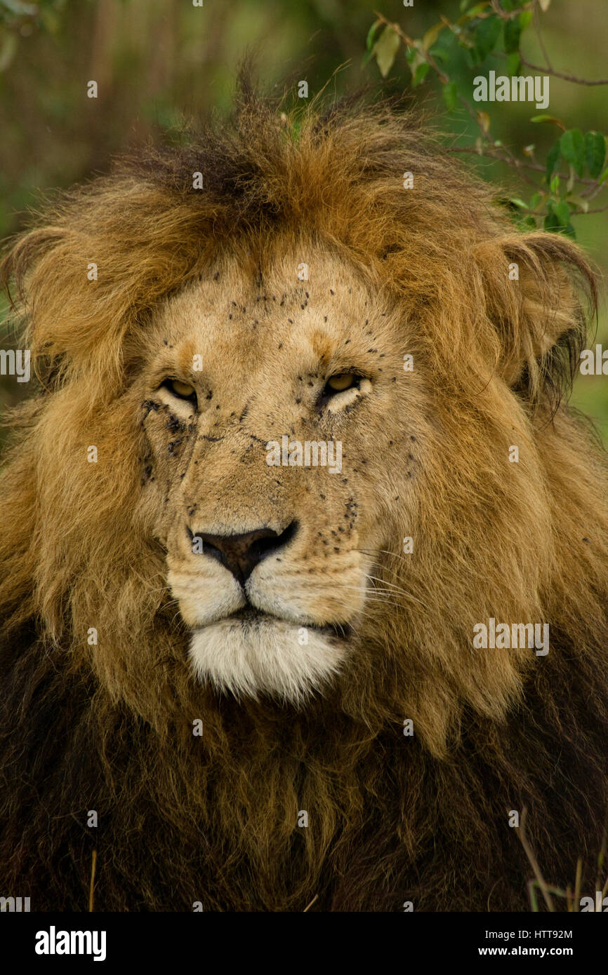 Portrait of a male African lion (Panthera leo), Masai Mara National ...