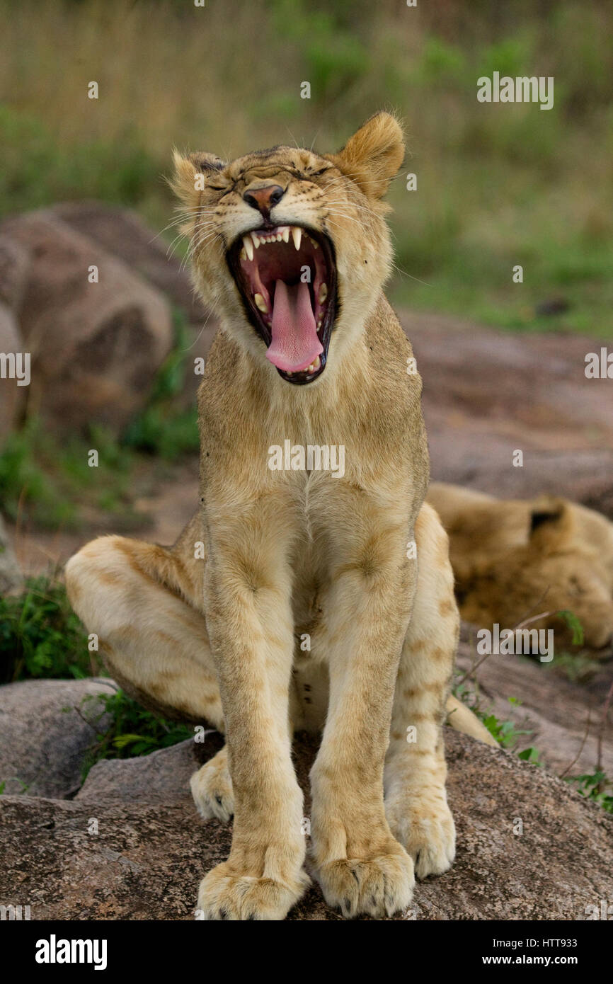Simba on pride rock lion hires stock photography and images Alamy