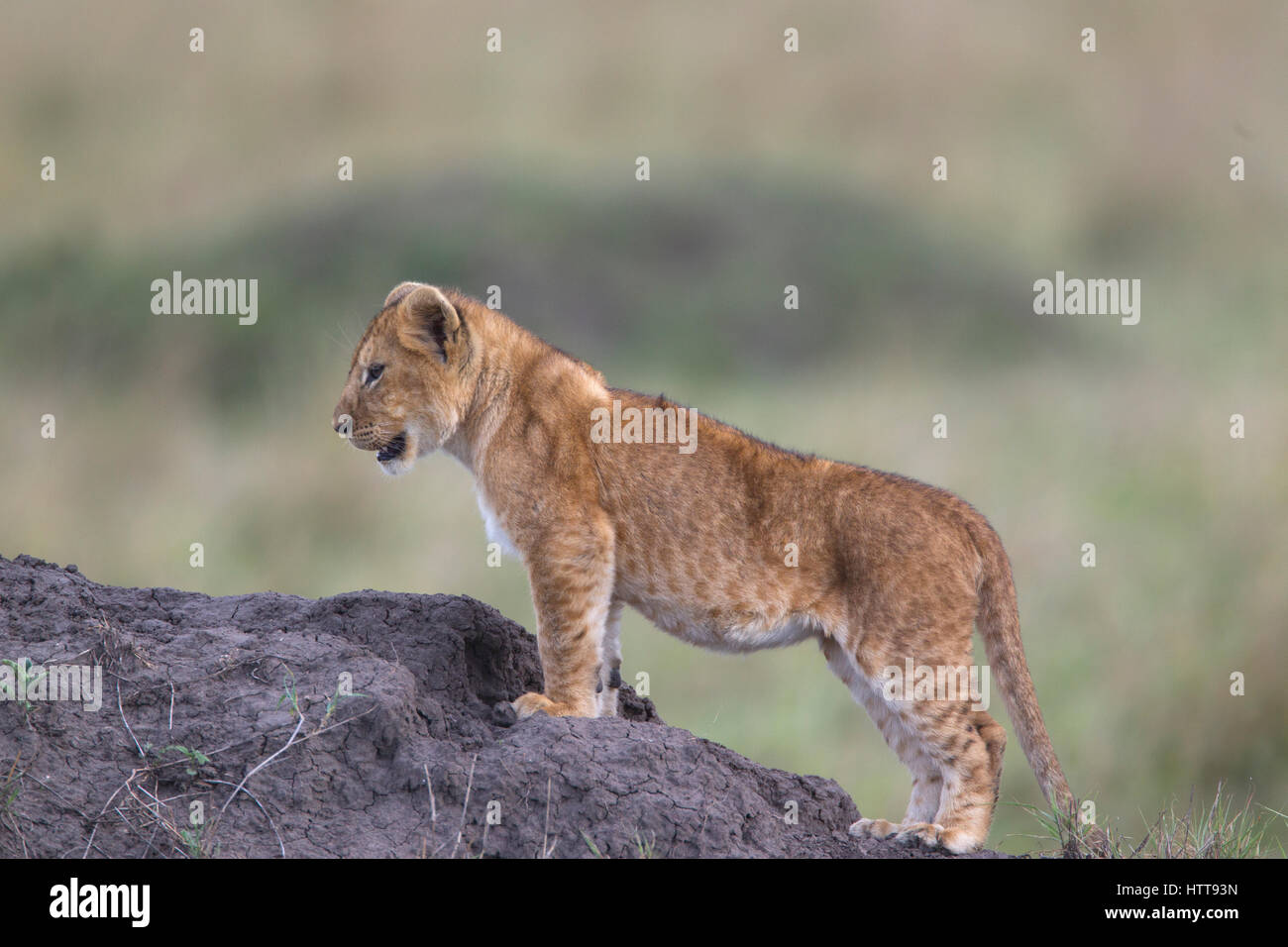 African Lion Panthera Leo Cub At Play Masai Mara National Reserve Kenya East Africa Stock