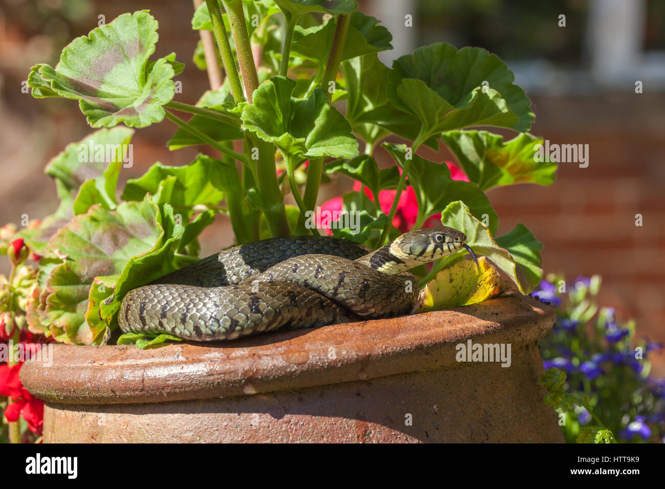 Grass Snake (Natrix natrix helvetica). Curled up on a pelagonium ceramic clay pot in a garden. Norfolk. England. Stock Photo
