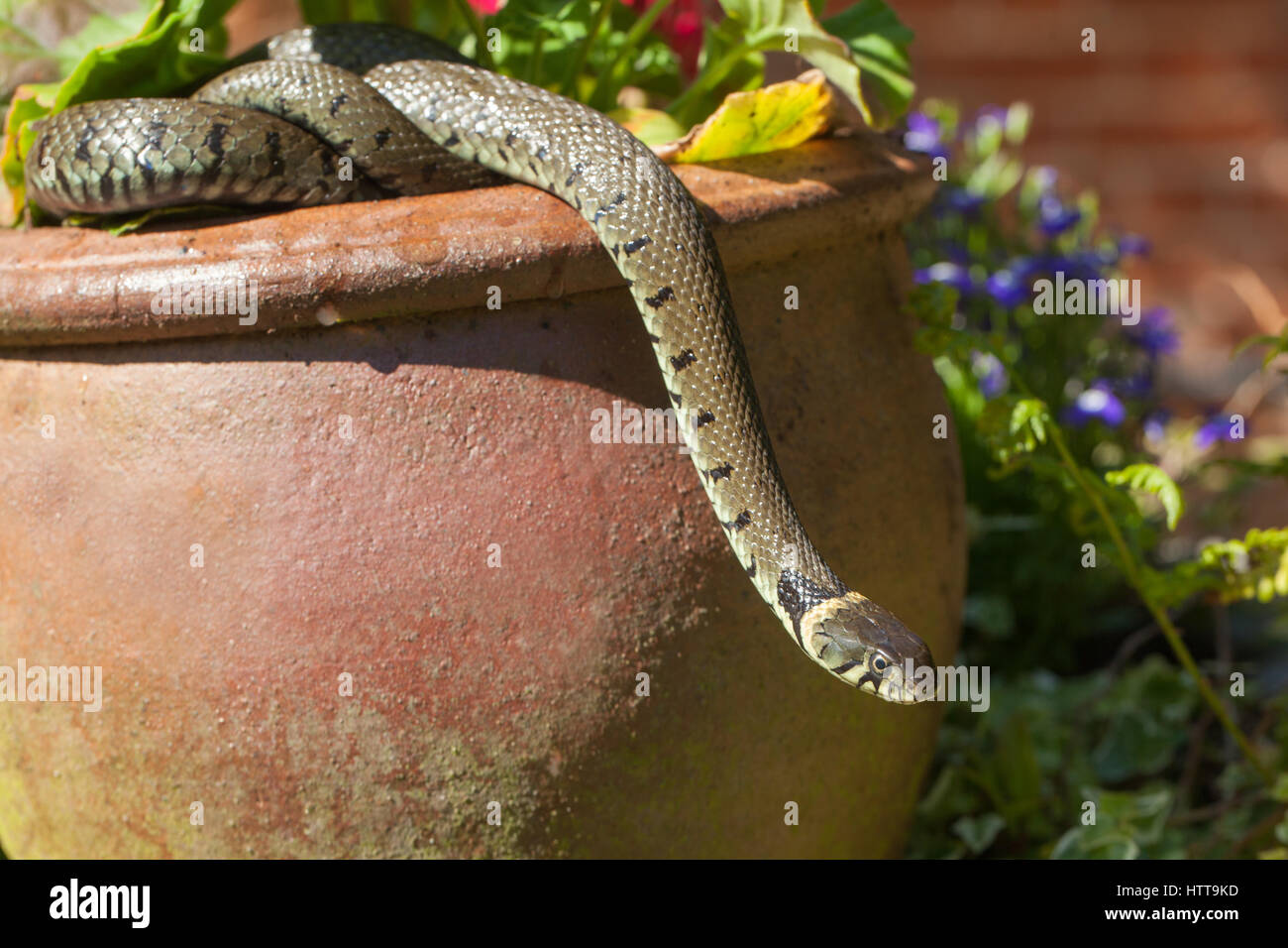 Grass Snake (Natrix natrix helvetica). Reaching from a plant ceramic clay pot in a garden. Norfolk. England. Stock Photo