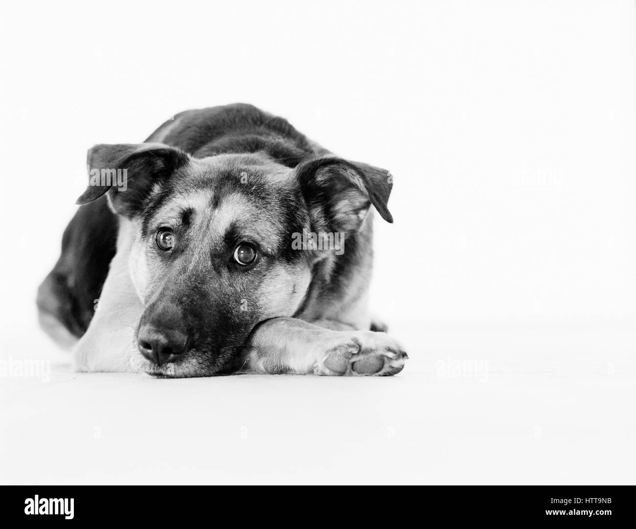 Portrait of mixed breed dog in studio Stock Photo
