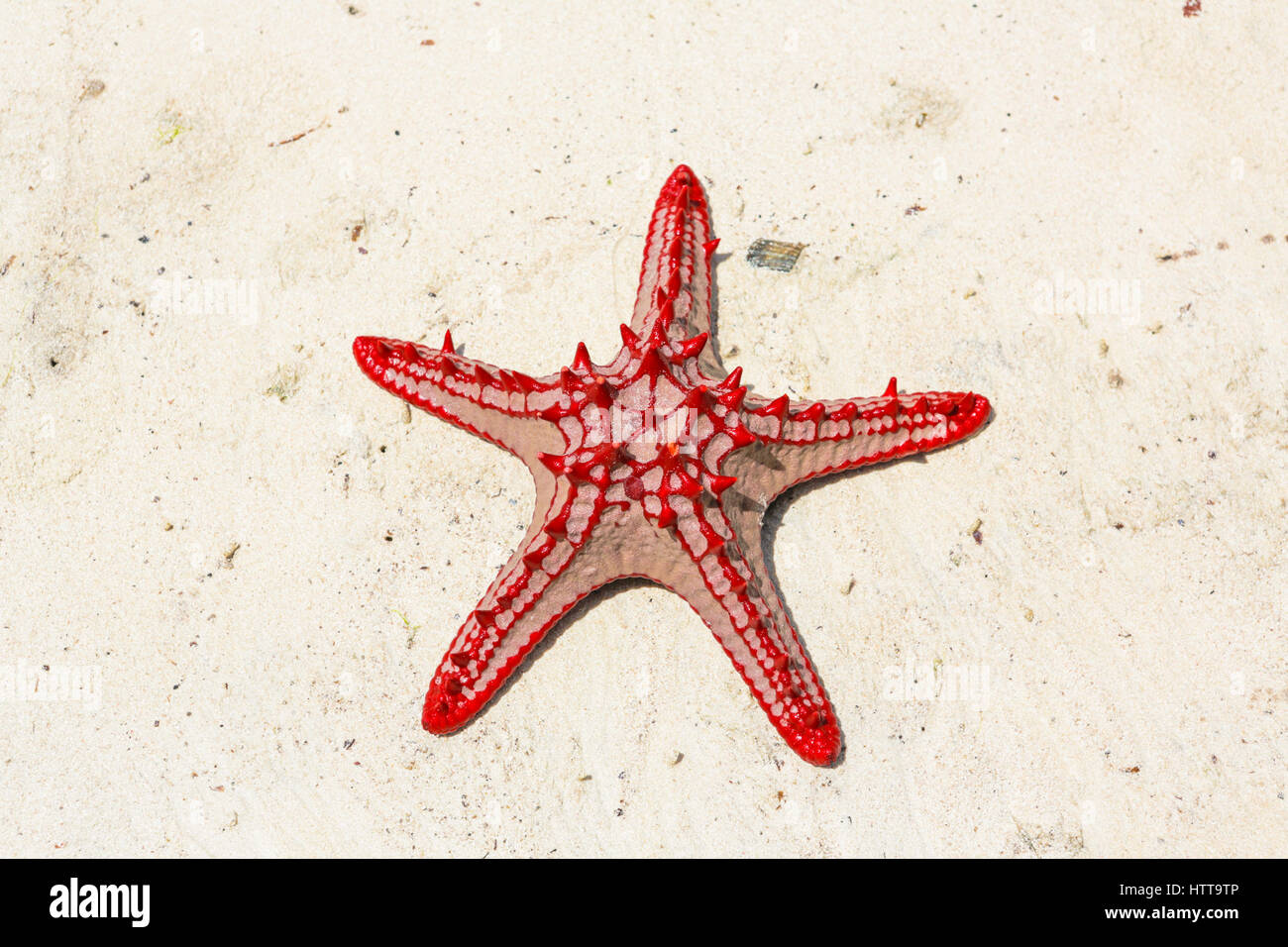 Red knobbed starfish on beach. Watamu, Kenya. Stock Photo