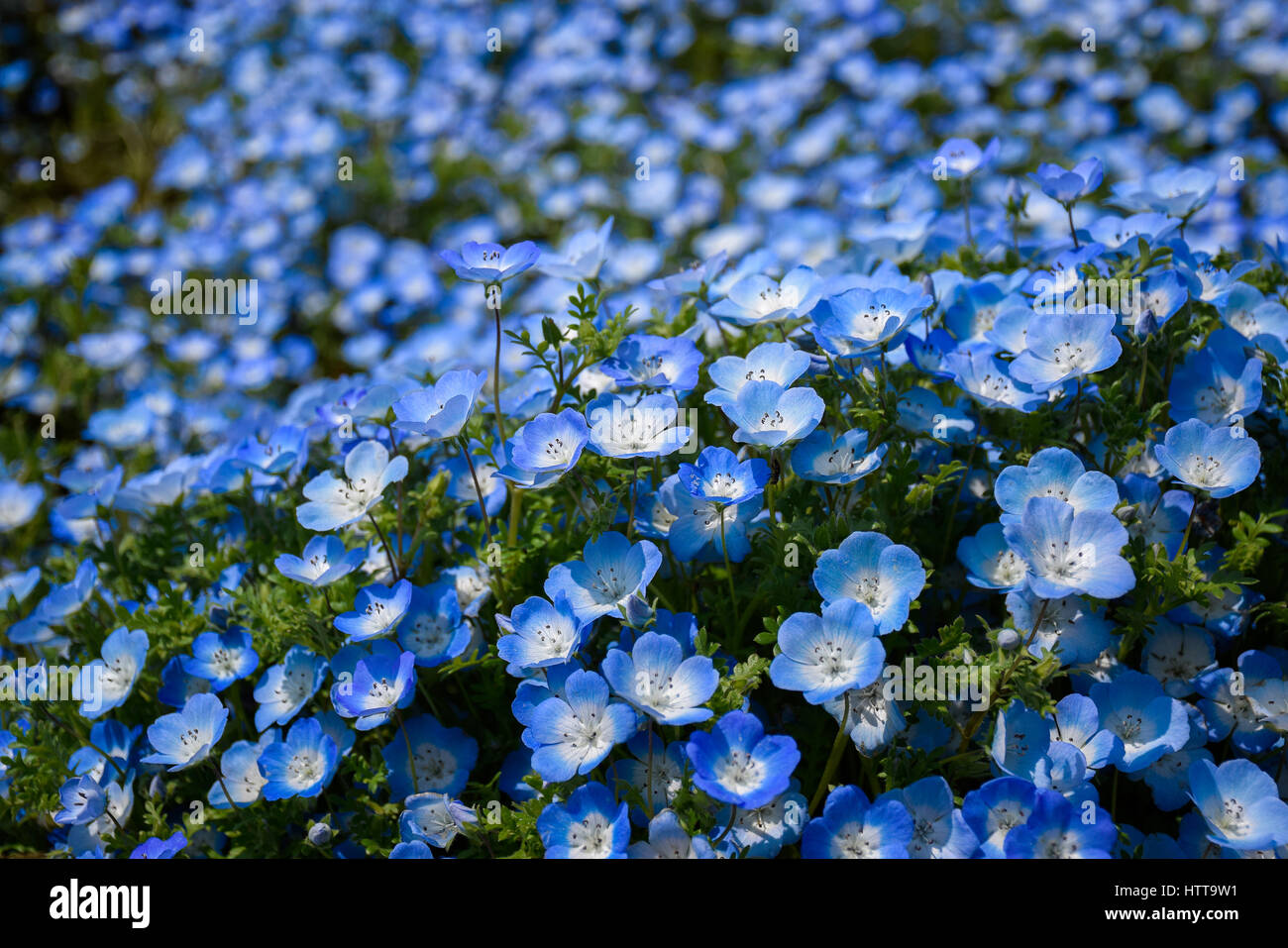 Nemophila hi-res stock photography and images - Alamy