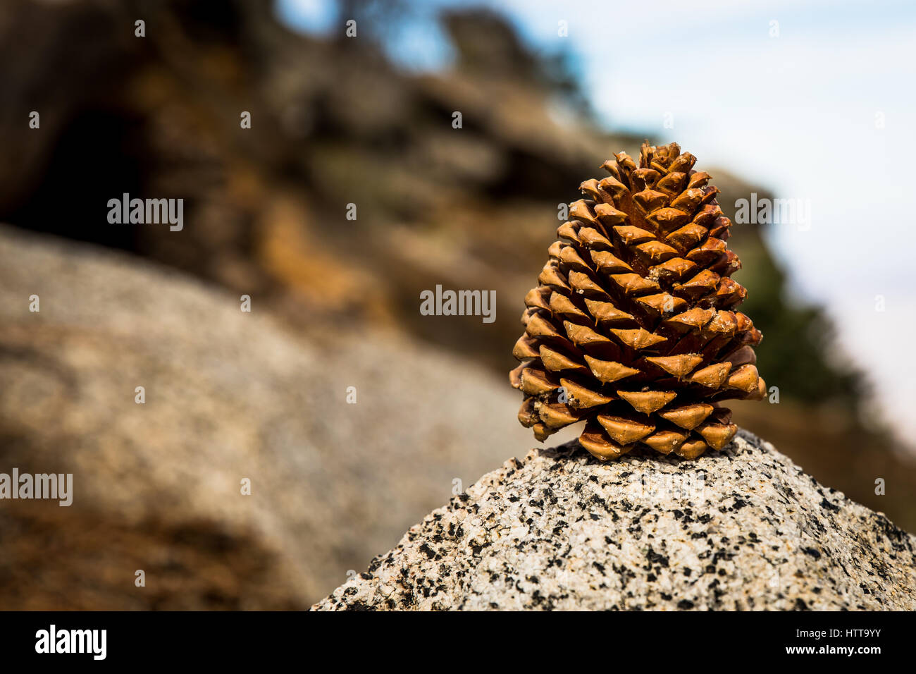 Red Cone Spring Red cone springs hi-res stock photography and images - Alamy