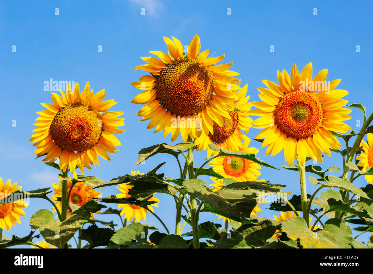 Sunflower on the field at the blue sky Stock Photo - Alamy