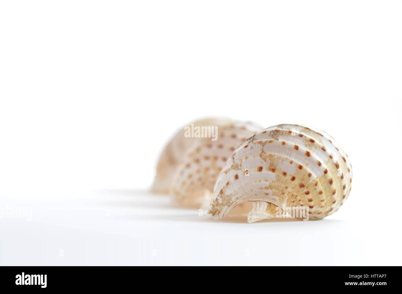 Two shells of Giant Tun snails (Tonna galea) Stock Photo