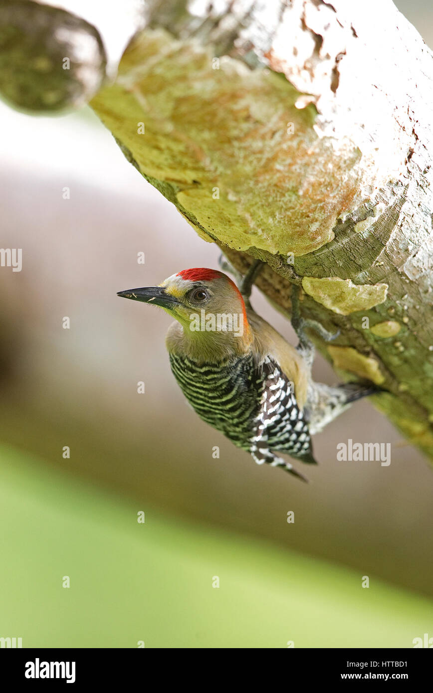 Red-crowned Woodpecker (Melanerpes rubricapillus) Trinidad & Tobago TT February 2017 Stock Photo