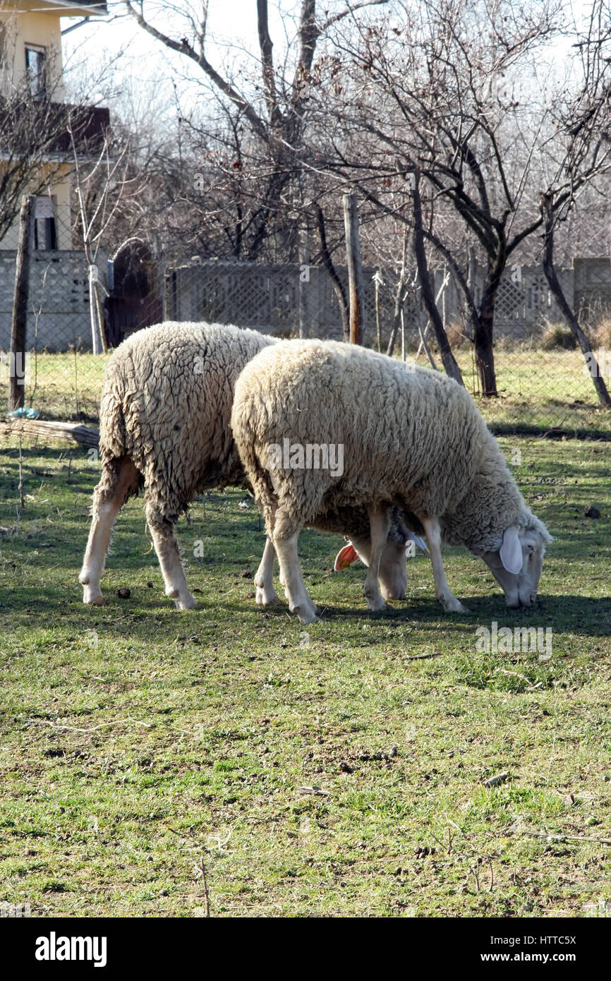 Sheep grazing on the meadow Stock Photo - Alamy