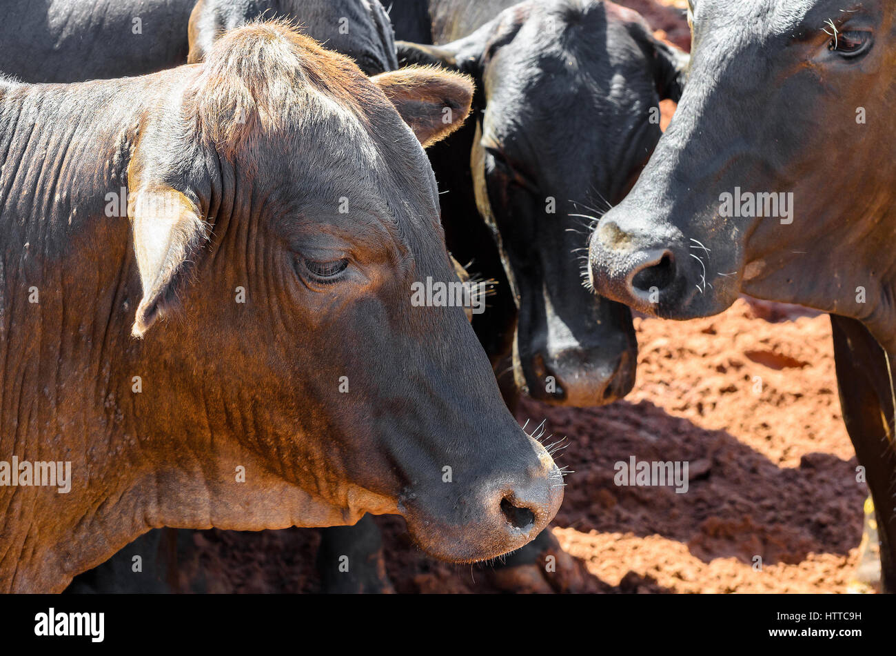 Herd of black oxen together on a corral of a farm. Four oxen. Stock Photo