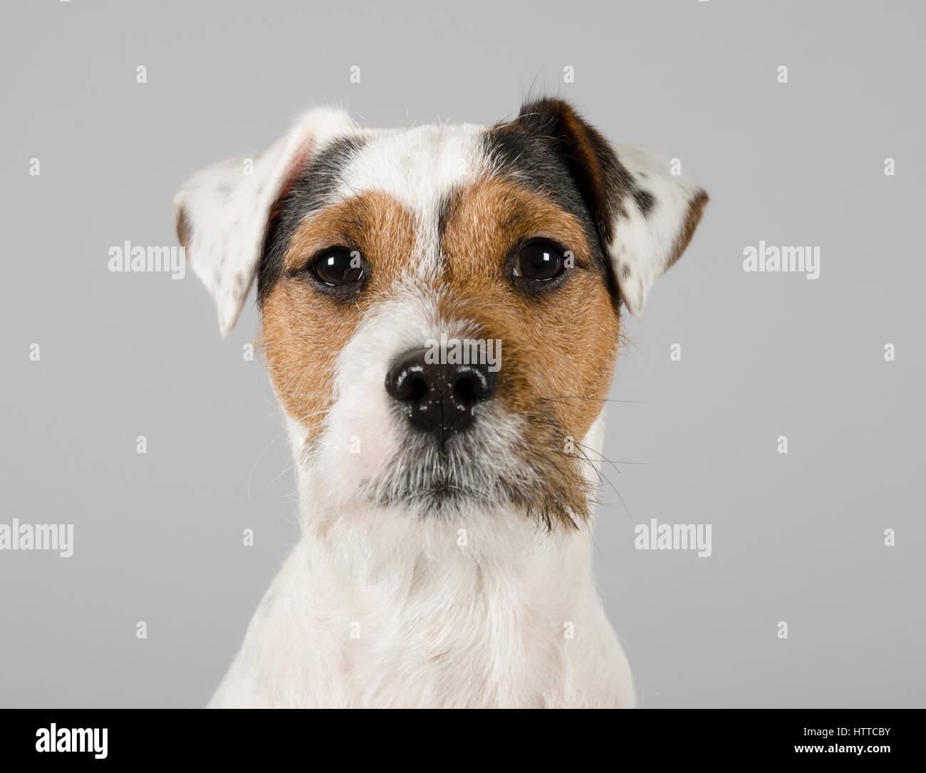 Portrait parsons terrier dog hi res stock photography and images Alamy Portrait parsons terrier dog hi res stock photography and images Alamy