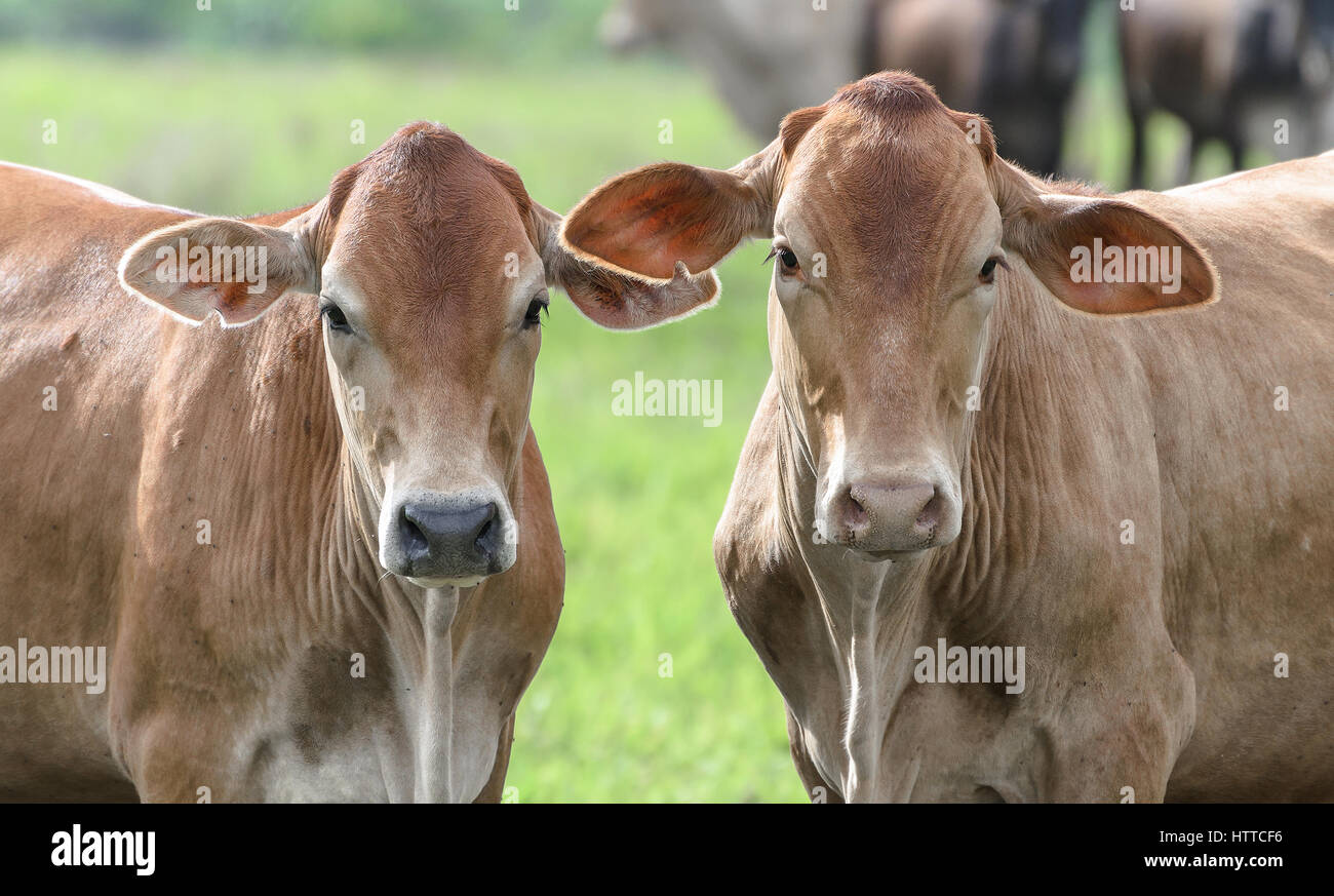 Two brown oxen with no horns on a fattening regimen. Beautiful animals. Stock Photo