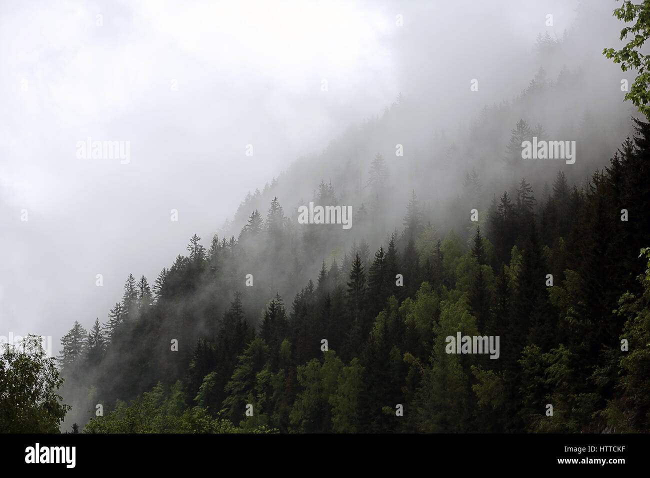 foggy clouds rising from dark alpine mountain forest Stock Photo