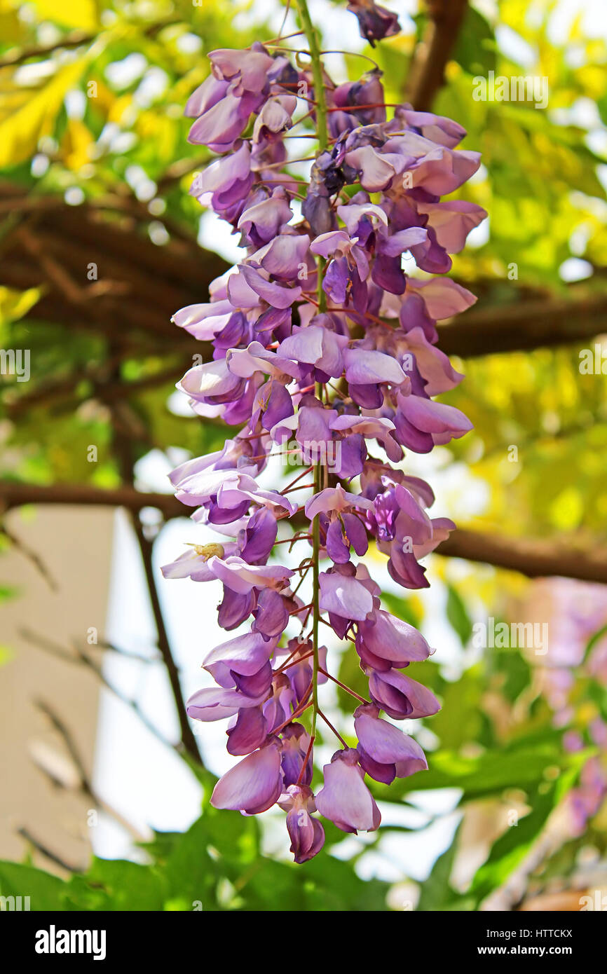 Flowers of lilac locust tree Stock Photo Alamy