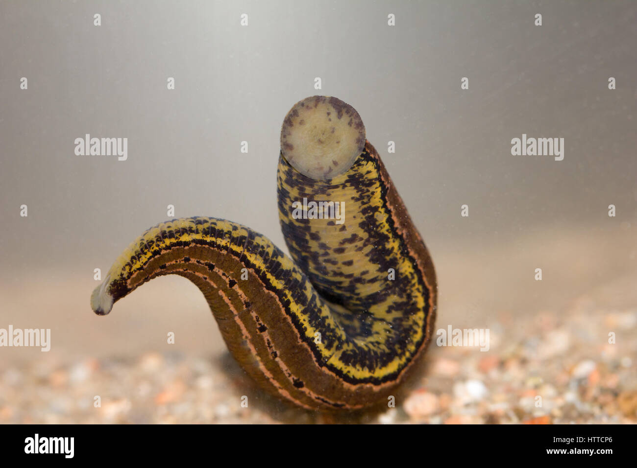 European medicinal leech Stock Photo - Alamy