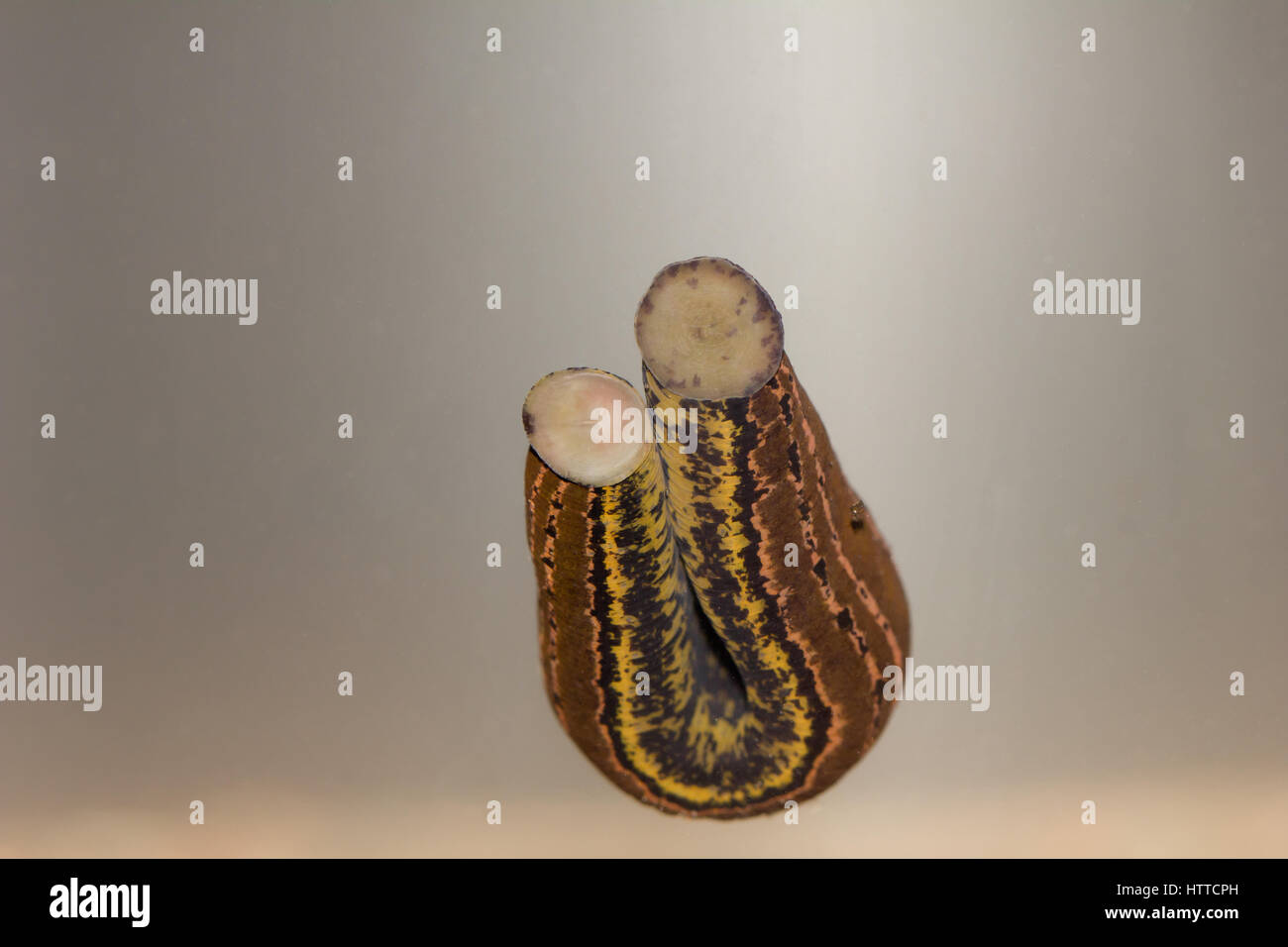 European medicinal leech Stock Photo - Alamy