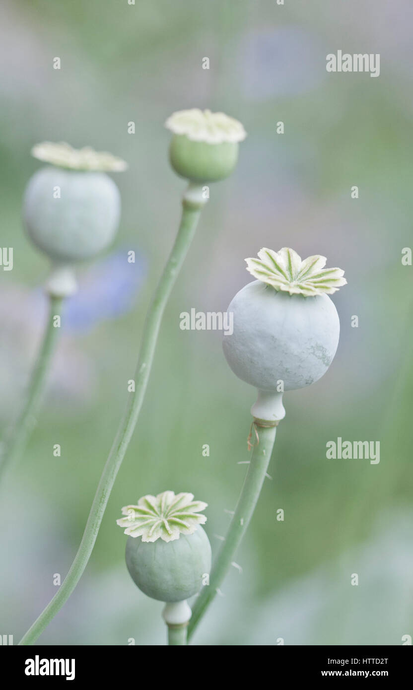 Echinacea seed heads hires stock photography and images Alamy