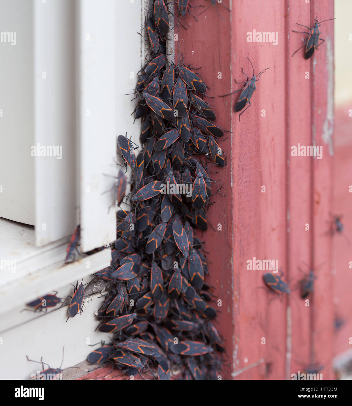 A large group of Box Elder (Boisea trivittata) bugs emerging after hibernating during winter Stock Photo