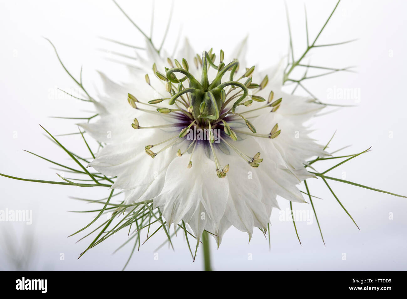 Studio portrait of white nigella love-in-a-mist flower Stock Photo