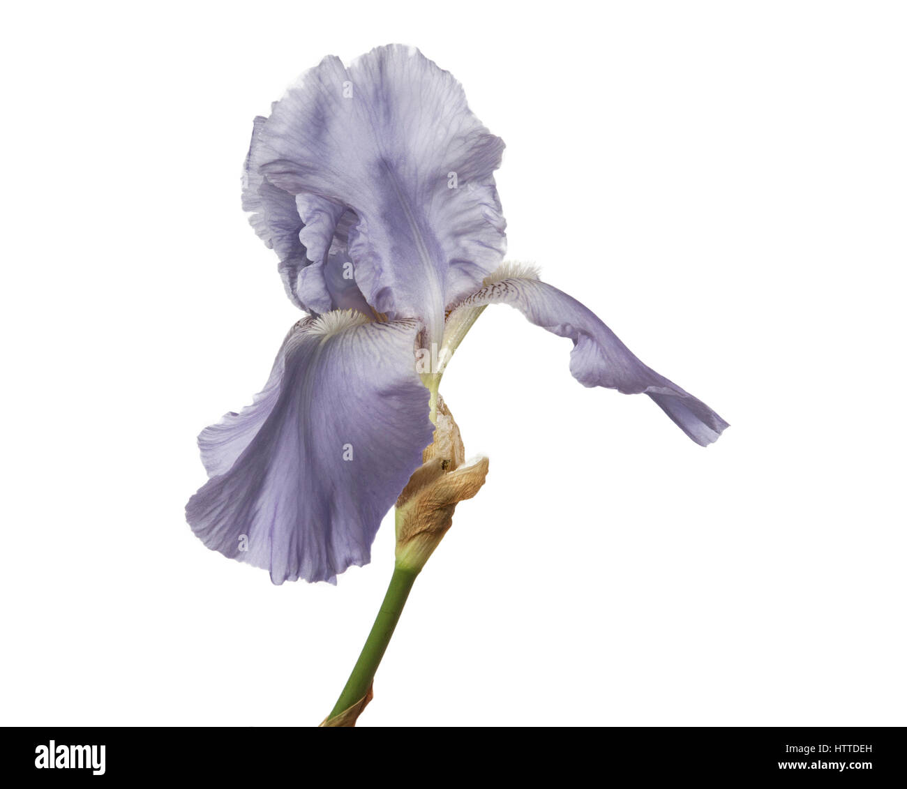 Studio photograph of bearded iris flower Stock Photo